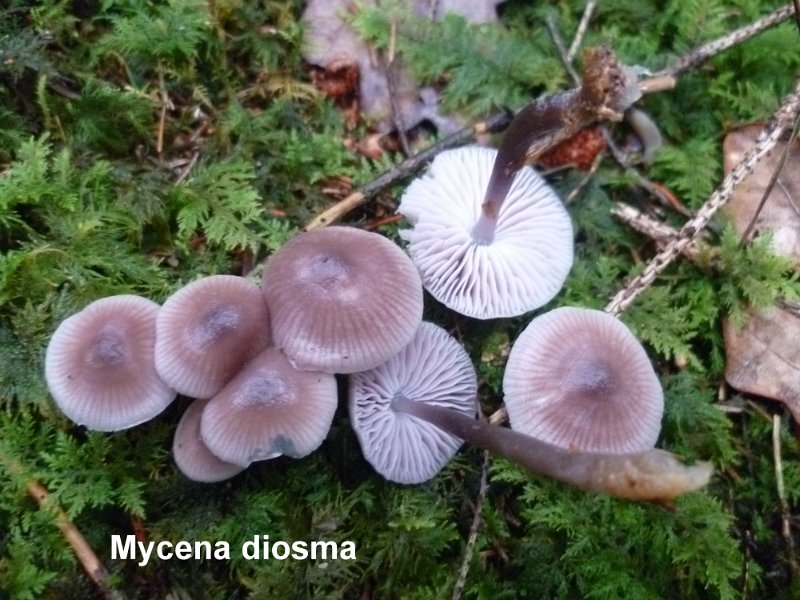 Mycena diosma-amf1301.jpg - Mycena diosma ; Nom français: Mycène à deux odeurs
